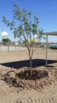 Lordsburg Project